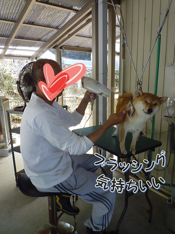 ペットショップ「いなさ」さんへシャンプーに ペットショップ「いなさ」さんへシャンプーに