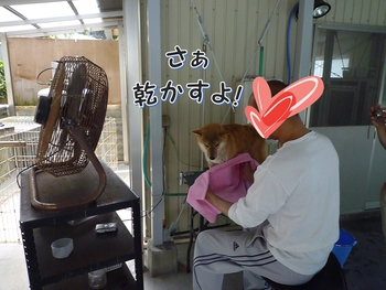 ペットショップ「いなさ」さんへシャンプーに ペットショップ「いなさ」さんへシャンプーに