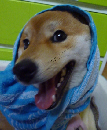 どんだけ楽しいの? どんだけ楽しいの?