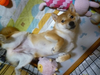 おやすみのポーズ おやすみのポーズ