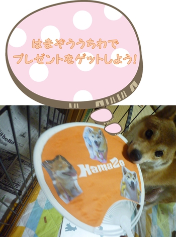 はまぞううちわで(〃∇〃) はまぞううちわで(〃∇〃)