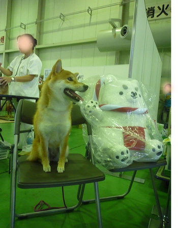 ドックフェスタへ行って来ました ドックフェスタへ行って来ました
