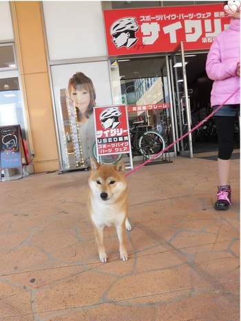 ペットショップ、プーキーへ ペットショップ、プーキーへ