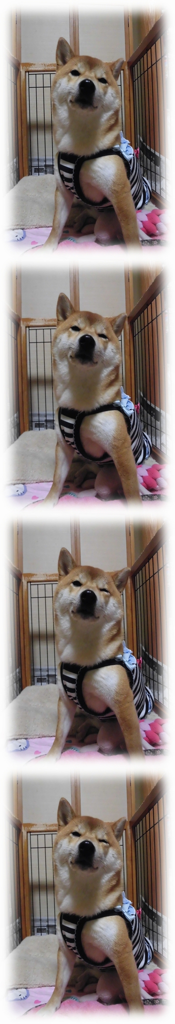 ね、ねむくて(〃д〃) ね、ねむくて(〃д〃)