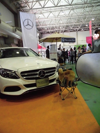 DOG!フェスタ その2 DOG!フェスタ その2