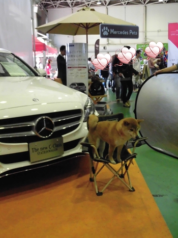 DOG!フェスタ その2 DOG!フェスタ その2