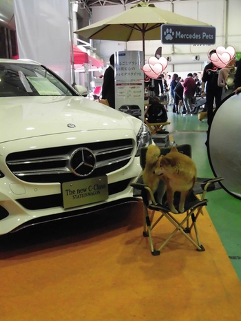 DOG!フェスタ その2 DOG!フェスタ その2
