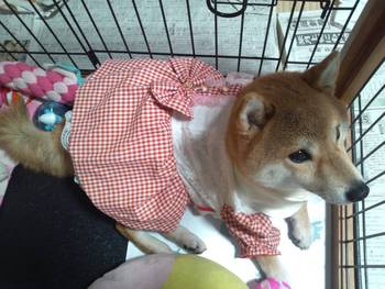 DOG!フェスタ その1 DOG!フェスタ その1