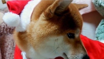 クリスマスおまけ クリスマスおまけ