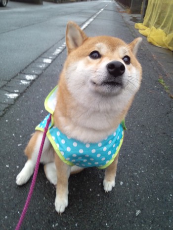 今朝のモモ 雨の日のお散歩 その1 今朝のモモ 雨の日のお散歩 その1