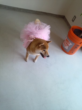 『D’S STYLE DOG MODEL PHOTO CONTEST』 『D’S STYLE DOG MODEL PHOTO CONTEST』
