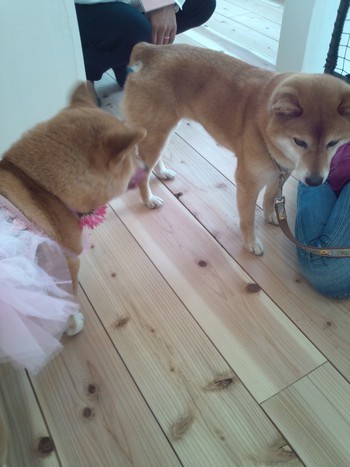 『D’S STYLE DOG MODEL PHOTO CONTEST』 『D’S STYLE DOG MODEL PHOTO CONTEST』