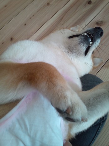 『D’S STYLE DOG MODEL PHOTO CONTEST』 『D’S STYLE DOG MODEL PHOTO CONTEST』