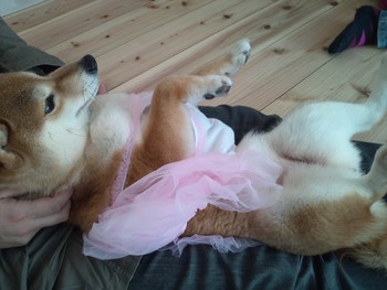『D’S STYLE DOG MODEL PHOTO CONTEST』 『D’S STYLE DOG MODEL PHOTO CONTEST』