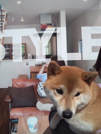 『D’S STYLE DOG MODEL PHOTO CONTEST』 『D’S STYLE DOG MODEL PHOTO CONTEST』
