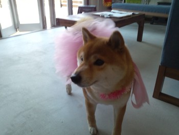 『D’S STYLE DOG MODEL PHOTO CONTEST』 『D’S STYLE DOG MODEL PHOTO CONTEST』