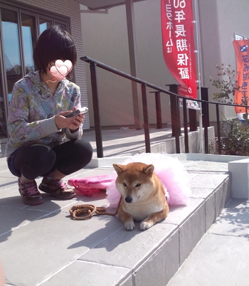 浜松ふれあいフェスティバル 浜松ふれあいフェスティバル