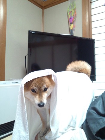 シャンプーしました シャンプーしました
