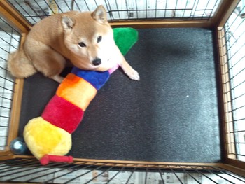 虫のぬいぐるみ 虫のぬいぐるみ