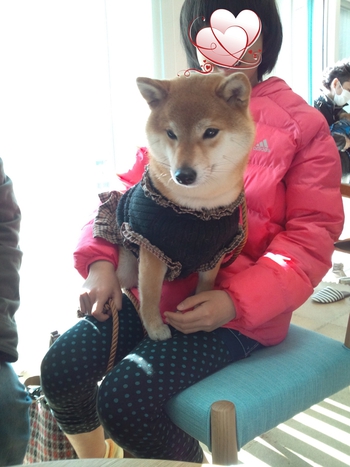 Wonderful Style 『愛犬住宅Festival』へ Wonderful Style 『愛犬住宅Festival』へ