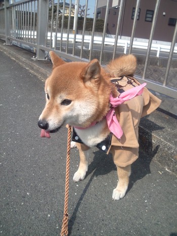 ご機嫌なモモ ご機嫌なモモ