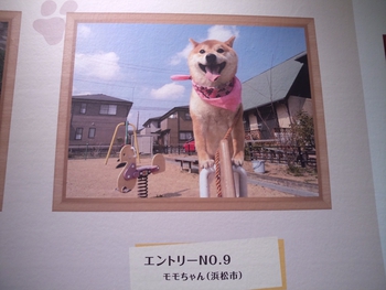 『スマイルDOG写真展』へエントリー♪MAYONE♪ 『スマイルDOG写真展』へエントリー♪MAYONE♪
