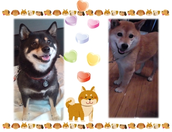 『スマイルDOG写真展』へエントリー♪MAYONE♪ 『スマイルDOG写真展』へエントリー♪MAYONE♪