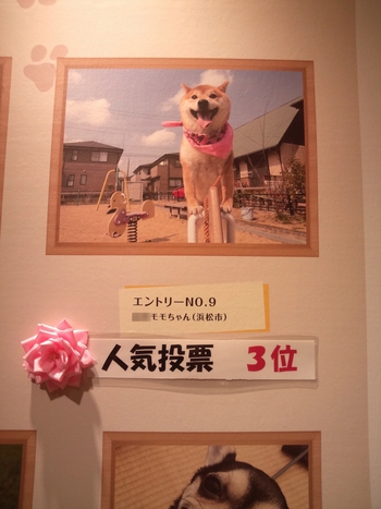3位受賞! MAYONE 「スマイルDOG写真展」 3位受賞! MAYONE 「スマイルDOG写真展」