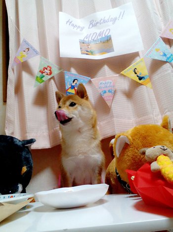 Happy Birthday☆可愛すぎる首かしげ☆ Happy Birthday☆可愛すぎる首かしげ☆
