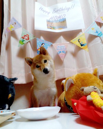 Happy Birthday☆可愛すぎる首かしげ☆ Happy Birthday☆可愛すぎる首かしげ☆