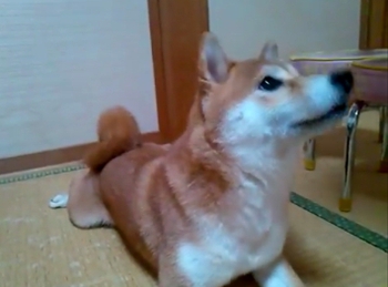 フセをマスター?? フセをマスター??