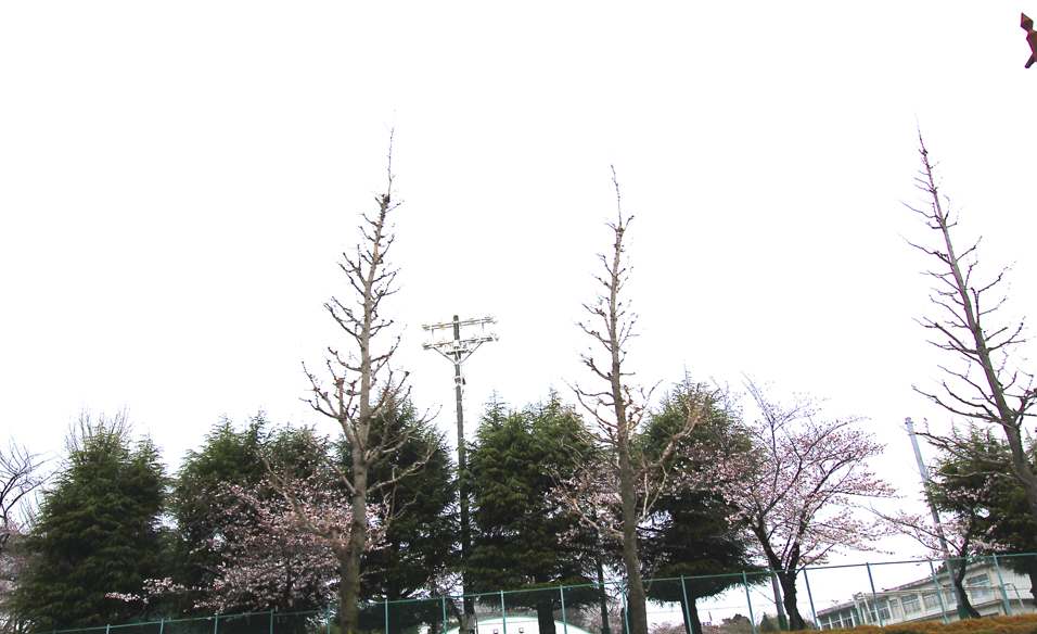 元城小学校の桜がキレイです。。。