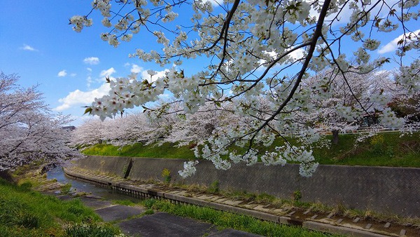 朝の散歩、 掛川城まで