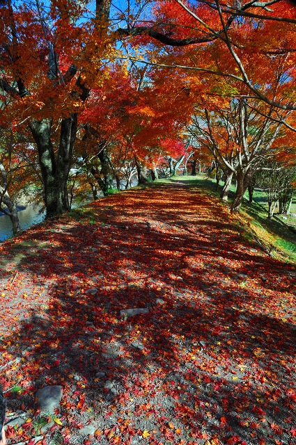 居尻キャンプ場の紅葉