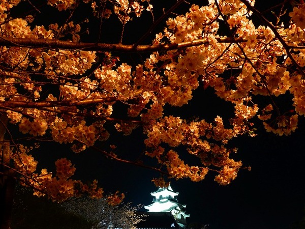 夜の掛川城
