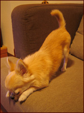 本日のYOGA