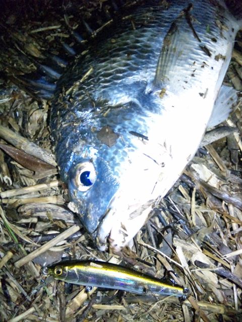 つぶやき釣果☆キビレ
