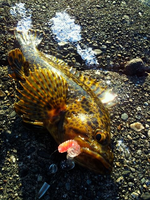 ガッシーくんの好物☆ROCKY FRY