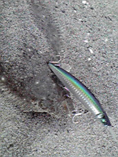 今朝のサーフ(釣果)♪