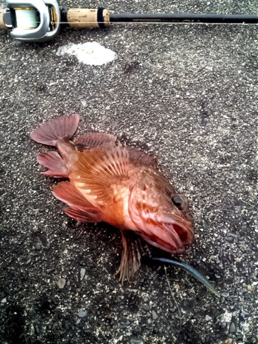 ROCKFISH☆浜名湖ガイド