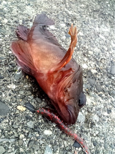 ROCKFISH☆浜名湖ガイド