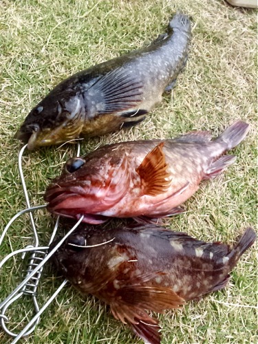 ROCKFISH☆浜名湖ガイド