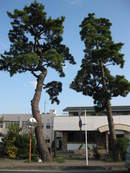 松並木を写真に撮ってきました。