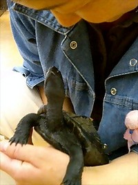 猫になった