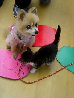 広場で犬猫