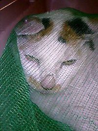 ネコピアス