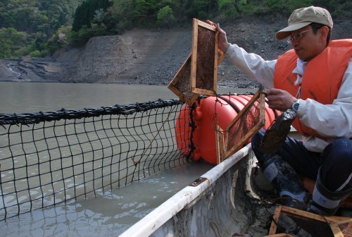 ワカサギの卵放流!