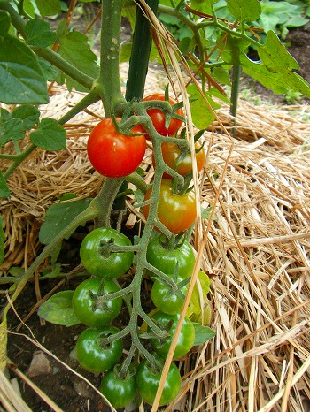 夏野菜絶好調!