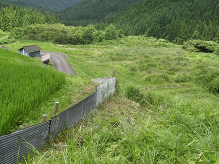 長江の棚田