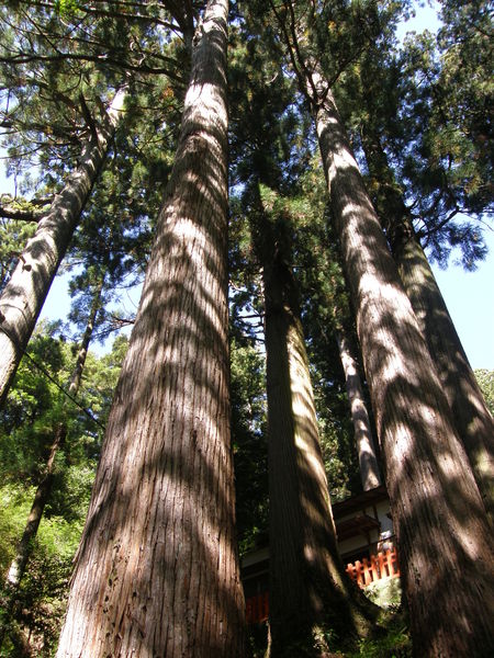 東照宮の大木